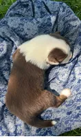 Cinnamon, a male Australian Shepherd and Collie for sale in Charlestown, IN – 3 of 3