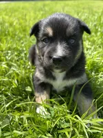 Brownie, a female Australian Shepherd and Siberian Husky for sale in Charlestown, IN – 2 of 5