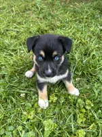 Brownie, a female Australian Shepherd and Siberian Husky for sale in Charlestown, IN – 1 of 5