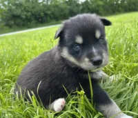 Chocolate, a female Australian Shepherd and Siberian Husky for sale in Charlestown, IN – 2 of 5