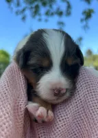 Pepper, a female Australian Shepherd and Collie for sale in Charlestown, IN – 2 of 3