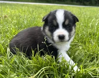 Oreo, a male Australian Shepherd and Siberian Husky for sale in Charlestown, IN – 2 of 5