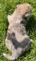Vanilla, a female Australian Shepherd and Siberian Husky for sale in Charlestown, IN – 3 of 5