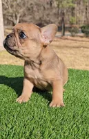 Fawn Merle boy , a male French Bulldog for sale in Atlanta, GA – Photo 2 of 2