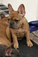 Fawn Merle boy , a male French Bulldog for sale in Atlanta, GA – Photo 1 of 2