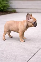 Fawn Girl, a female French Bulldog for sale in Atlanta, GA – Photo 4 of 4