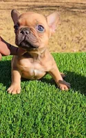 Fawn Girl, a female French Bulldog for sale in Atlanta, GA – Photo 1 of 4