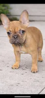 Fawn Girl, a female French Bulldog for sale in Atlanta, GA – Photo 3 of 4