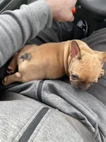 Fawn Girl, a female French Bulldog for sale in Atlanta, GA – Photo 2 of 4