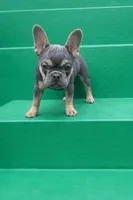 Blue and tan, a female French Bulldog for sale in Atlanta, GA – Photo 2 of 3