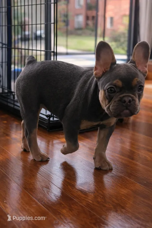 Blue and tan – French Bulldog puppy on hold in Atlanta, GA