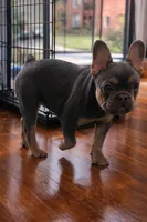Blue and tan, a female French Bulldog for sale in Atlanta, GA – Photo 1 of 3