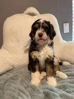 Ranger , a male Aussiedoodle for sale in Oklahoma City, OK – 2 of 5