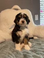 Ranger , a male Aussiedoodle for sale in Oklahoma City, OK – 3 of 5
