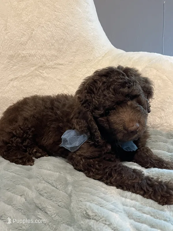 Teddy  – Aussiedoodle puppy for sale in Oklahoma City, OK