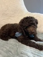 Teddy , a male Aussiedoodle for sale in Oklahoma City, OK – 1 of 4
