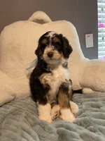 Ranger , a male Aussiedoodle for sale in Oklahoma City, OK – 4 of 5