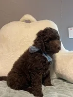 Teddy , a male Aussiedoodle for sale in Oklahoma City, OK – 2 of 4