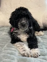 Sissy Girl, a female Aussiedoodle for sale in Oklahoma City, OK – 5 of 6