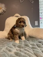 Baby Moose, a male Aussiedoodle for sale in Oklahoma City, OK – 2 of 5