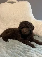 Teddy , a male Aussiedoodle for sale in Oklahoma City, OK – 3 of 4