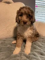 Baby Moose, a male Aussiedoodle for sale in Oklahoma City, OK – 4 of 5