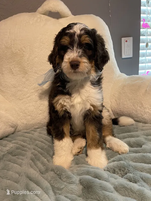 Ranger  – Aussiedoodle puppy for sale in Oklahoma City, OK