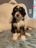 Ranger , a male Aussiedoodle for sale in Oklahoma City, OK – 1 of 5