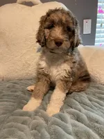 Baby Moose, a male Aussiedoodle for sale in Oklahoma City, OK – 1 of 5