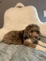 Baby Moose, a male Aussiedoodle for sale in Oklahoma City, OK – 3 of 5