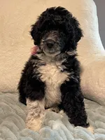 Sissy Girl, a female Aussiedoodle for sale in Oklahoma City, OK – 4 of 6