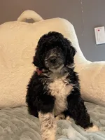 Sissy Girl, a female Aussiedoodle for sale in Oklahoma City, OK – 3 of 6