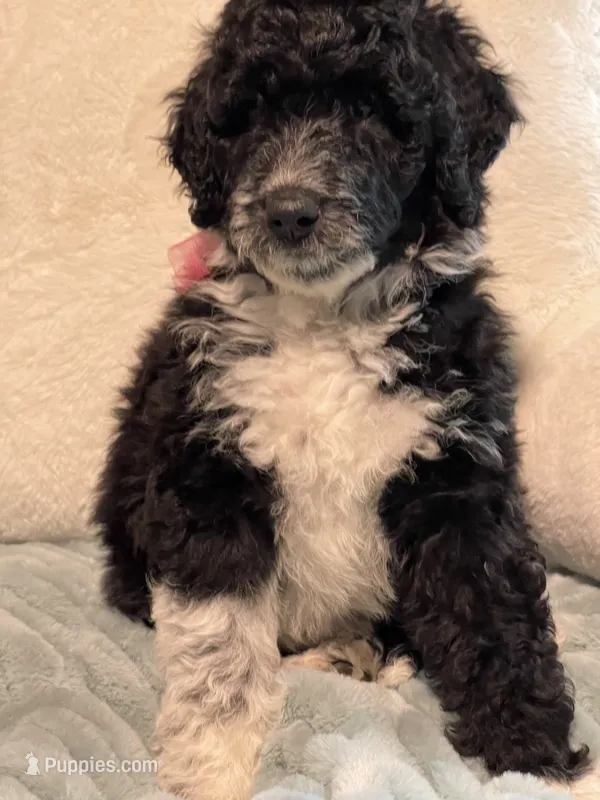 Sissy Girl – Aussiedoodle puppy for sale in Oklahoma City, OK