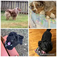 Sissy Girl, a female Aussiedoodle for sale in Oklahoma City, OK – 6 of 6