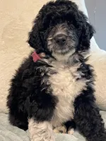 Sissy Girl, a female Aussiedoodle for sale in Oklahoma City, OK – 2 of 6