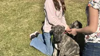 Brooke 907-575-2003, a female Irish Wolfhound for sale in Thompson Falls, MT – 4 of 9