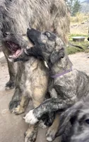Haven 907-575-2003, a female Irish Wolfhound for sale in Thompson Falls, MT – 4 of 7