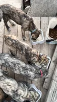 Brooke 907-575-2003, a female Irish Wolfhound for sale in Thompson Falls, MT – 2 of 9