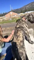 Brooke 907-575-2003, a female Irish Wolfhound for sale in Thompson Falls, MT – 3 of 9