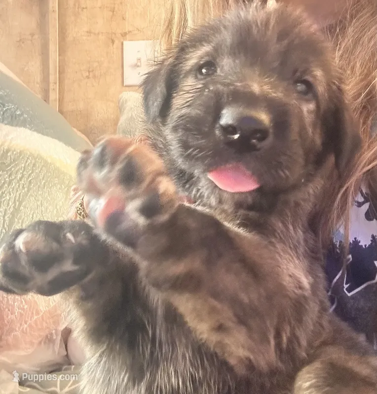 Capone – Irish Wolfhound puppy for sale in Thompson Falls, MT
