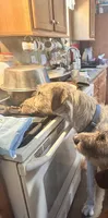 SAMSON 907-575-2003, a male Irish Wolfhound for sale in Thompson Falls, MT – 2 of 3