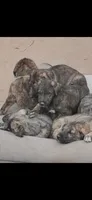 Reba 907-575-2003, a female Irish Wolfhound for sale in Thompson Falls, MT – 4 of 6