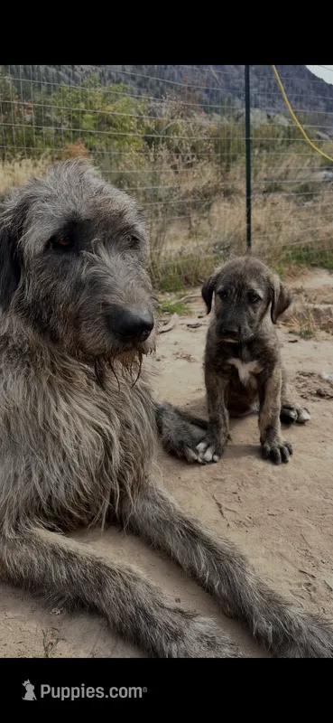 Reba 907-575-2003 – Irish Wolfhound puppy for sale in Thompson Falls, MT