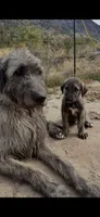 Reba 907-575-2003, a female Irish Wolfhound for sale in Thompson Falls, MT – 1 of 6