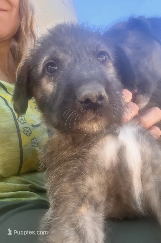 Seven 907-575-2003 – Irish Wolfhound puppy for sale in Thompson Falls, MT