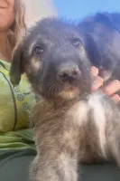 Seven 907-575-2003, a male Irish Wolfhound for sale in Thompson Falls, MT – 1 of 7