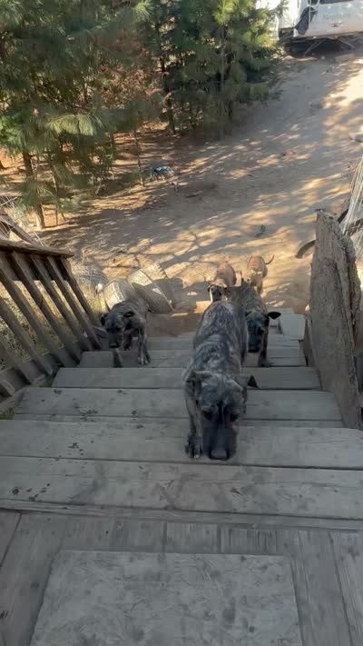 Barbie 907-575-2003, a female Irish Wolfhound for sale in Thompson Falls, MT – 9 of 9
