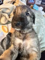 Barbie , a female Irish Wolfhound for sale in Thompson Falls, MT – 6 of 6