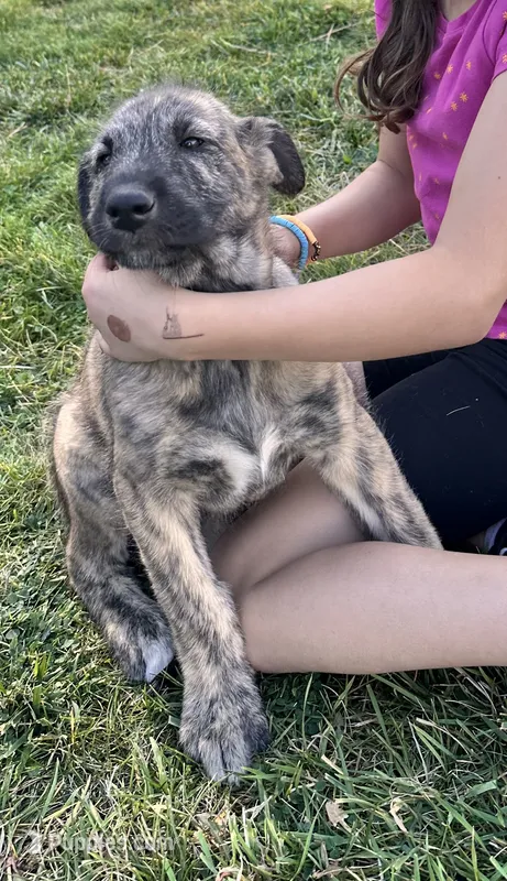 Reba 907-575-2003 – Irish Wolfhound puppy for sale in Thompson Falls, MT