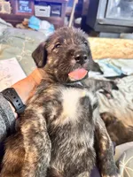 Bertha , a female Irish Wolfhound for sale in Thompson Falls, MT – 5 of 8